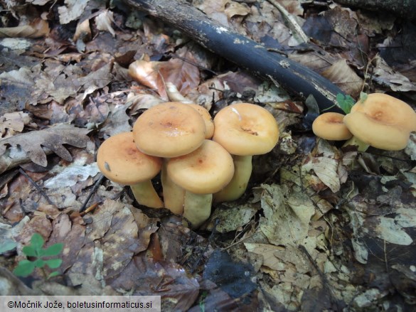 Lactarius volemus