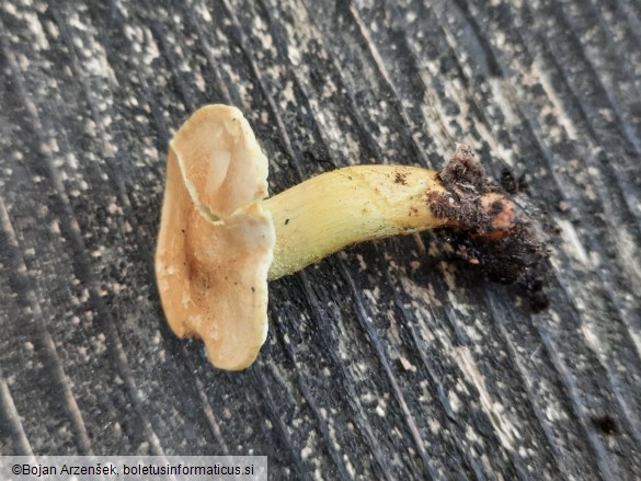 Tricholoma bufonium