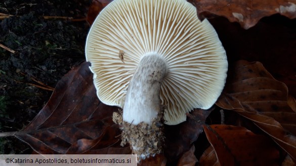 Tricholoma saponaceum