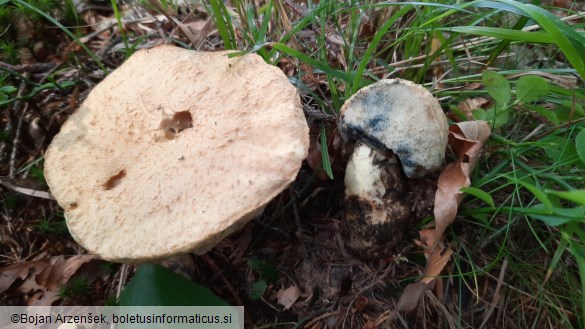 Gyroporus cyanescens