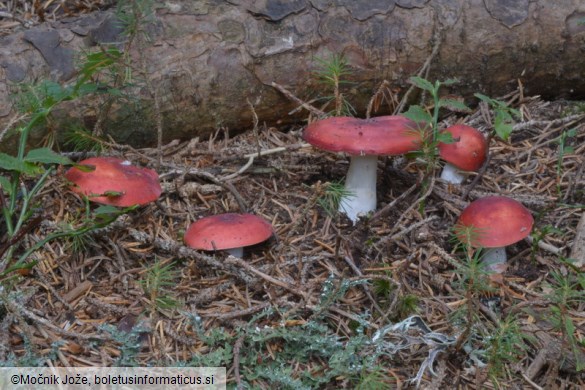 Russula emetica