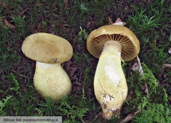 Cortinarius cotoneus