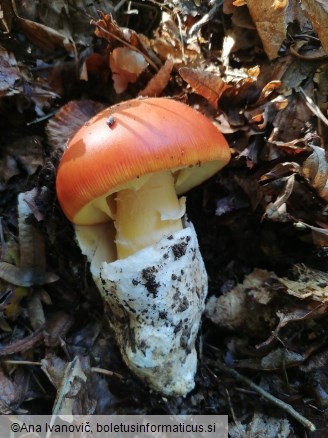 Amanita caesarea