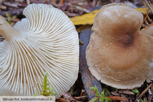 Infundibulicybe trulliformis