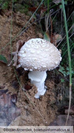 Amanita pantherina