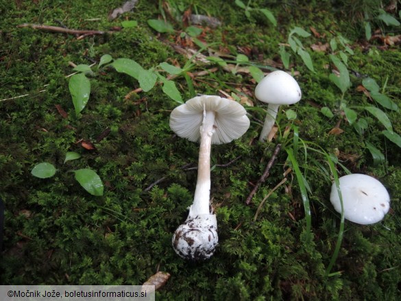 Amanita virosa