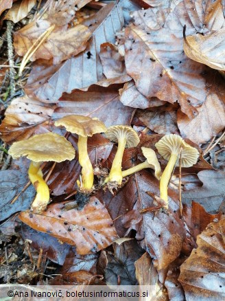 Cantharellus tubaeformis