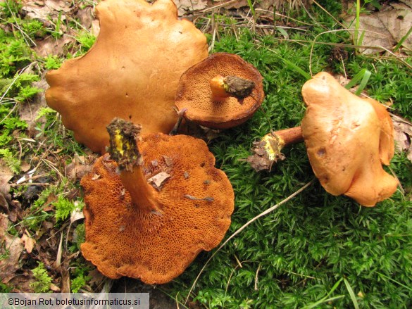 Chalciporus piperatus