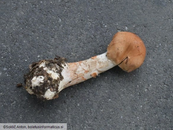 Cortinarius armillatus