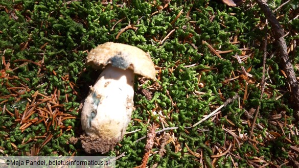 Boletus cyanescens