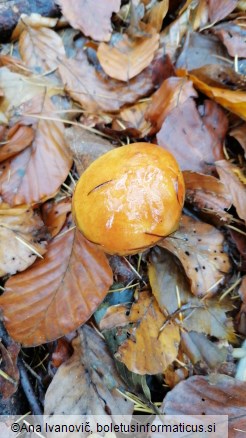 Suillus grevillei