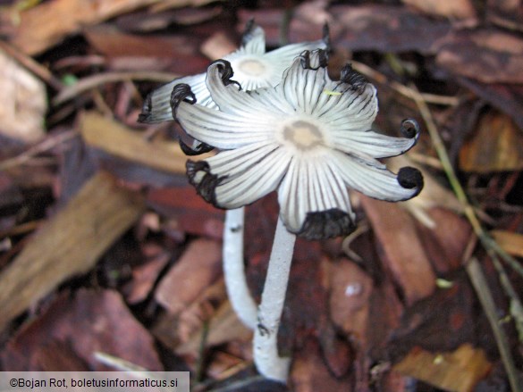 Coprinopsis lagopus