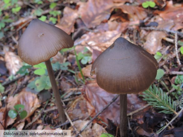 Entoloma hebes