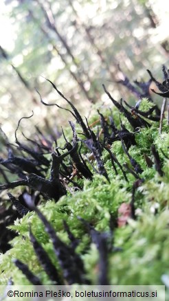 Xylaria hypoxylon