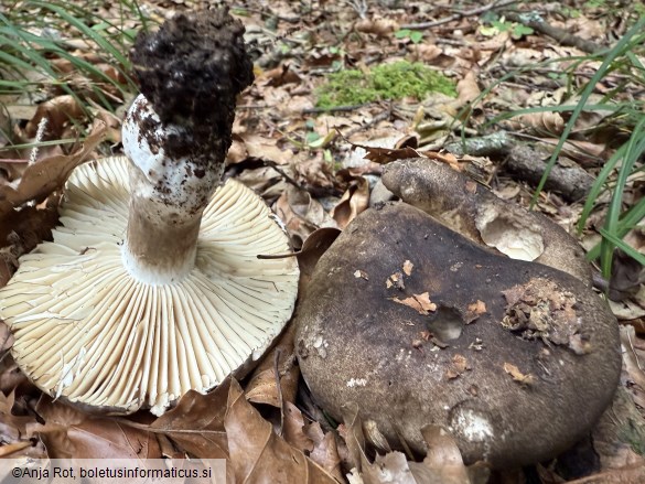 Russula nigricans