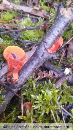 Pycnoporus cinnabarinus