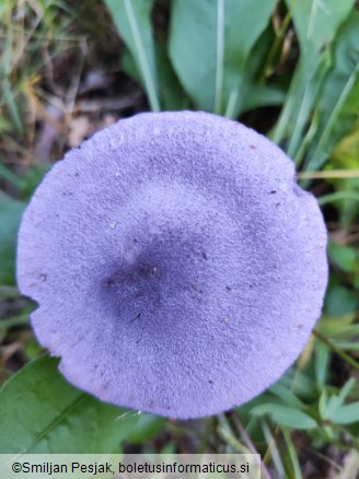 Cortinarius violaceus