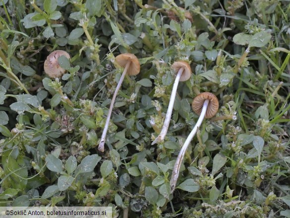 Conocybe merdaria