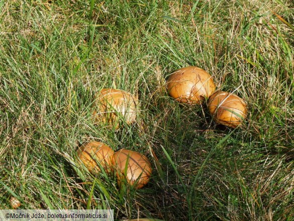 Cortinarius elegantior