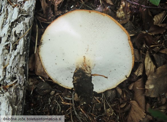 Polyporus tuberaster