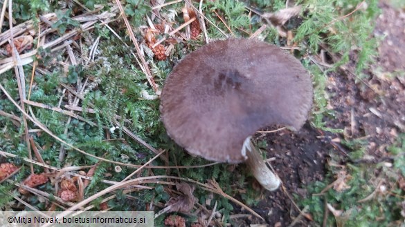 Pluteus umbrosus
