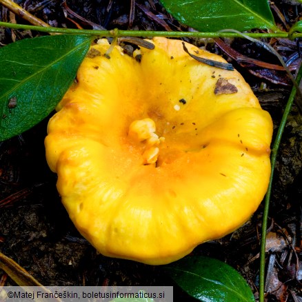 Cantharellus cibarius