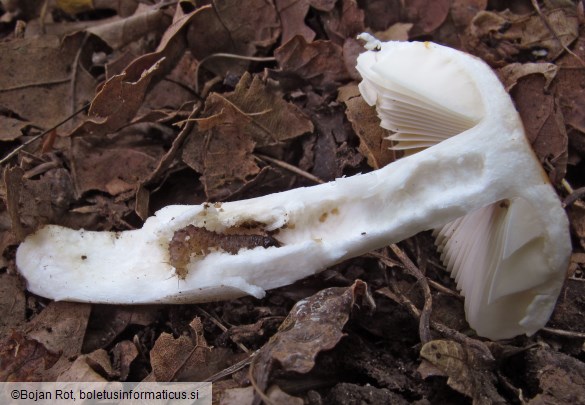 Russula risigallina