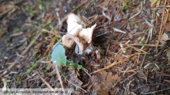 Helvella crispa