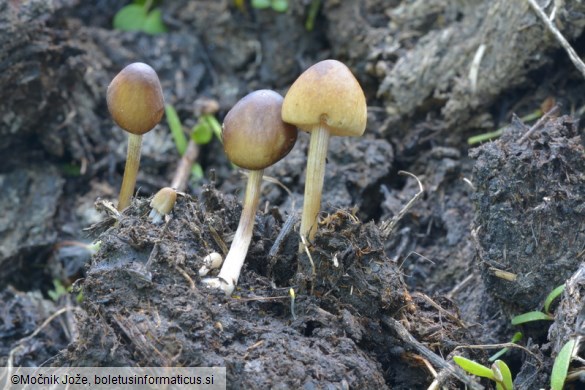 Conocybe siliginea