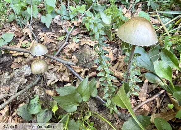 Panaeolus papilionaceus