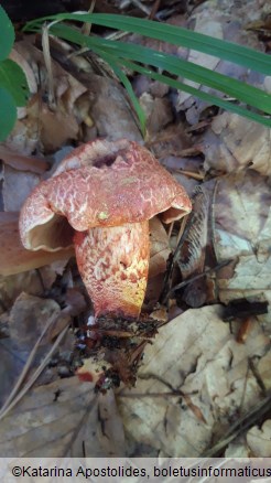 Cortinarius bolaris