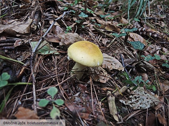 Russula farinipes