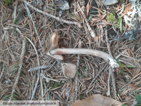 Entoloma hirtipes