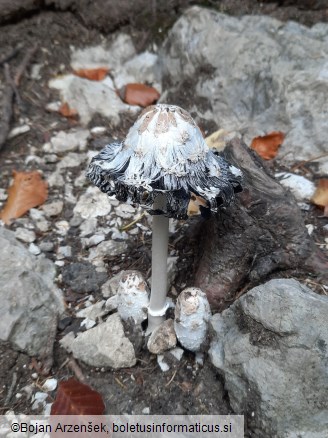 Coprinus comatus