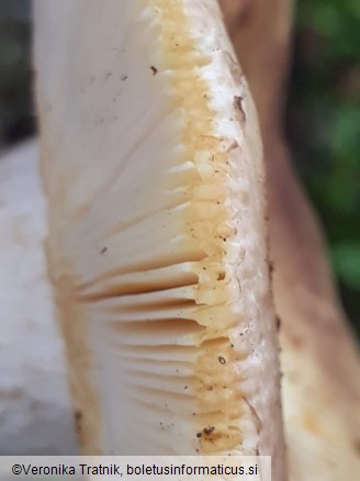 Russula pallidospora