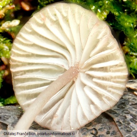 Mycena galericulata