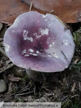 Russula amoena