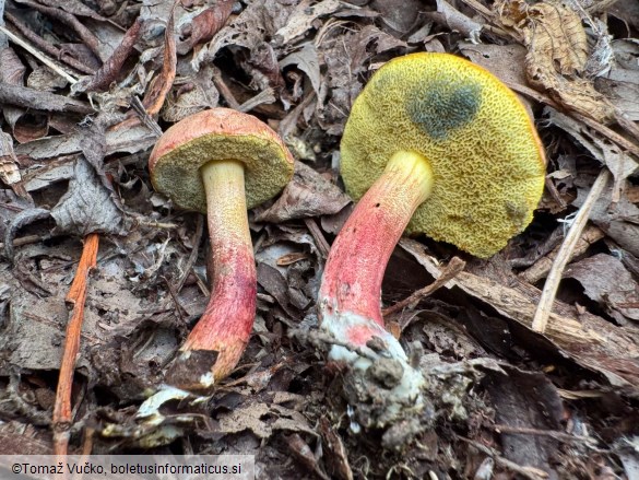 Xerocomellus ripariellus