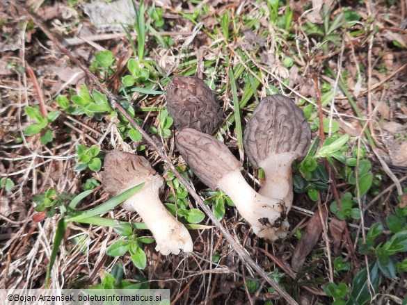 Morchella deliciosa