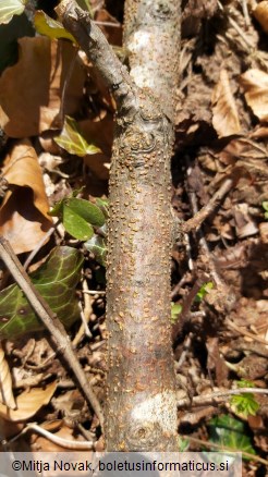 Nectria cinnabarina