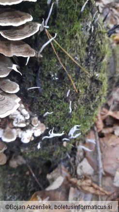 Xylaria hypoxylon