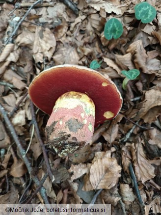 Rubroboletus rhodoxanthus