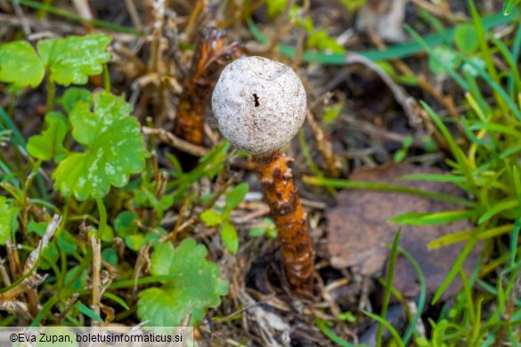 Tulostoma winterhoffii