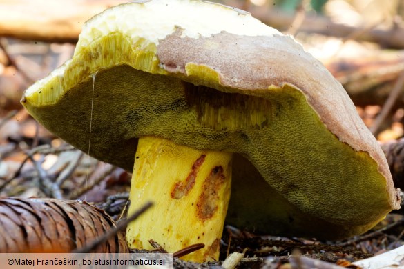 Butyriboletus roseogriseus