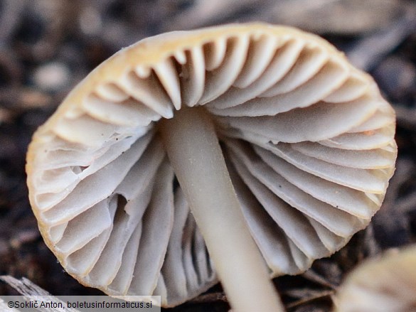 Mycena olivaceomarginata