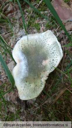 Russula virescens
