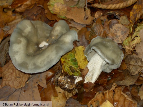 Clitocybe odora