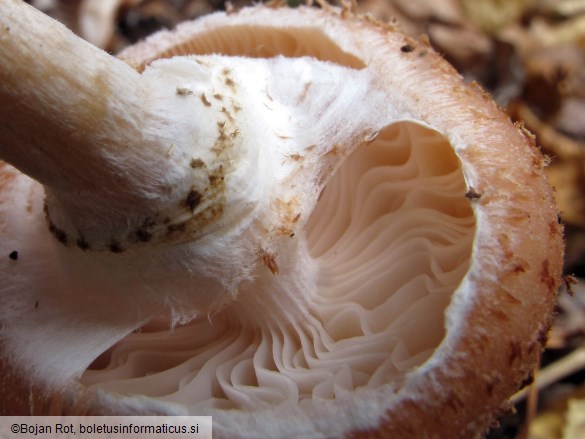 Armillaria borealis