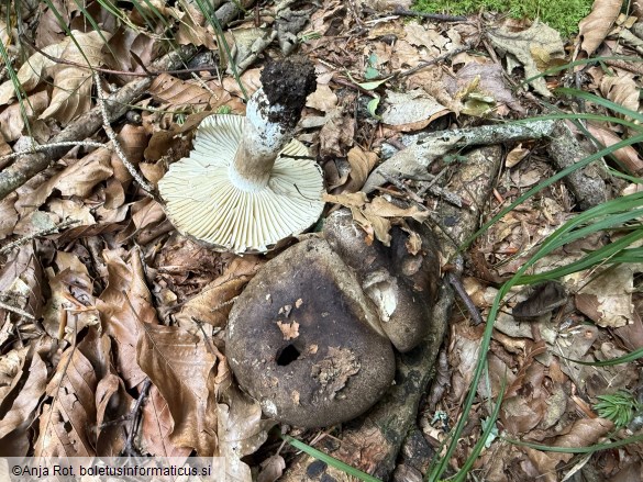 Russula nigricans