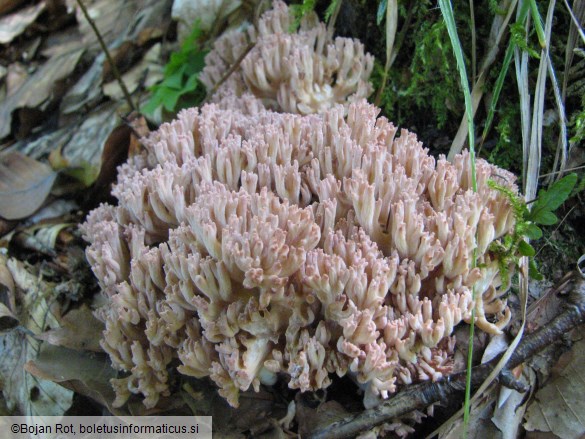 Ramaria botrytis